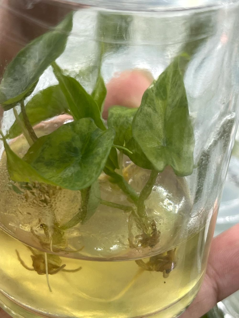 Tissue Culture - Alocasia scalprum variegated 1 plant - Image 2