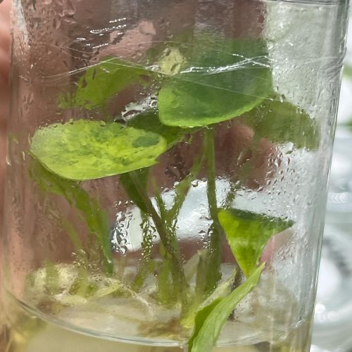 Tissue Culture - Alocasia scalprum variegated 1 plant