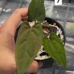 Anthurium AOS Tezula x RVDP