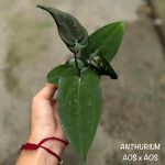 Anthurium AOS X AOS