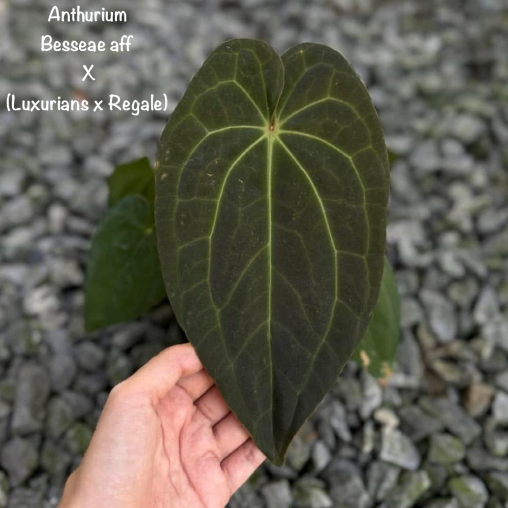 Anthurium Besseae aff. x (Luxurians X Regale)