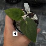 Anthurium Carlablackiae x BVEP Tezula