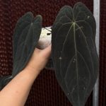 Anthurium Dark Phoenix