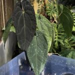 Anthurium Dark Phoenix x Hoffmannii