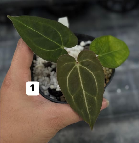 Anthurium Docblock x Carlablackiae 4