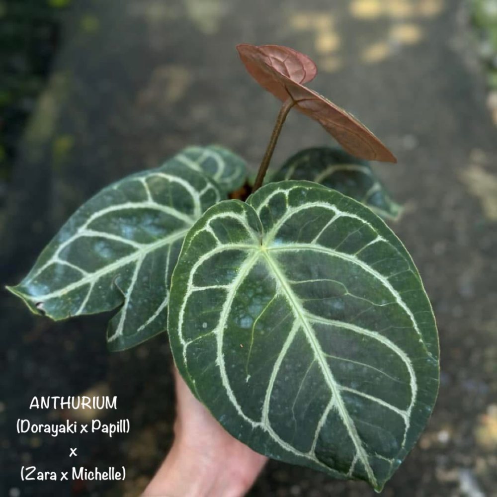 Anthurium (Dorayaki x Papillilaminum) x (Zara x Michelle)