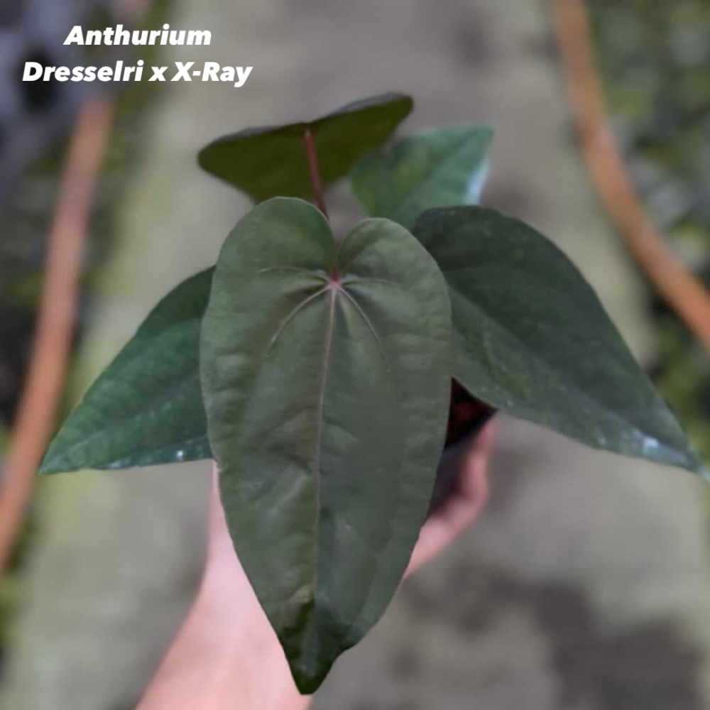 Anthurium Dressleri x X-Ray