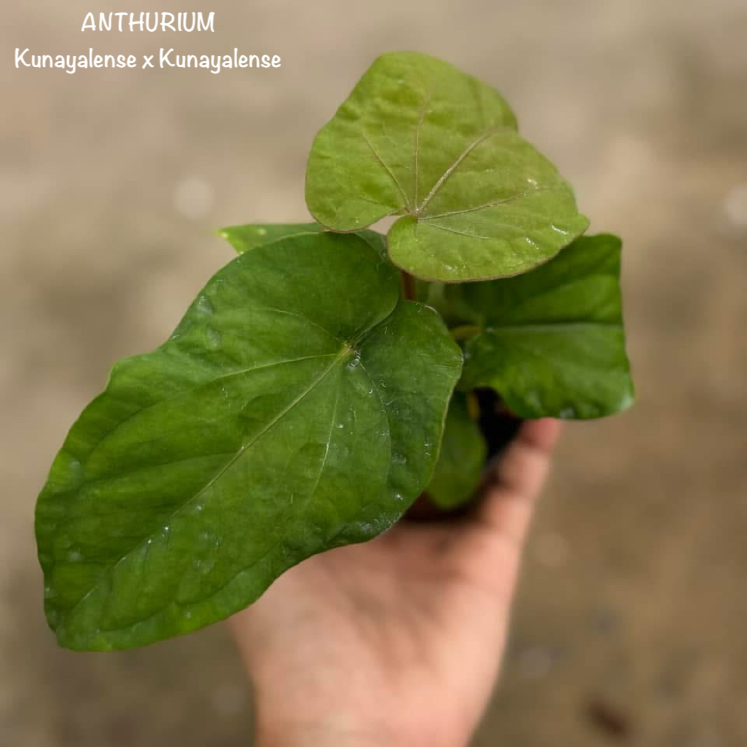 Anthurium Kunayalense x Kunayalense 4" Pot Rare Anthurium