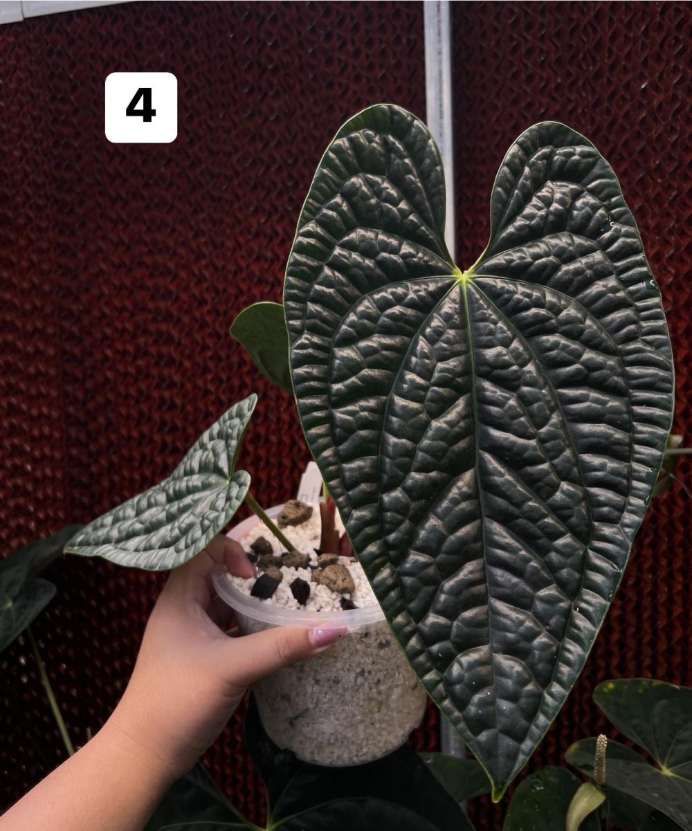 Anthurium Luxurians Dark face 6" pot - Image 2