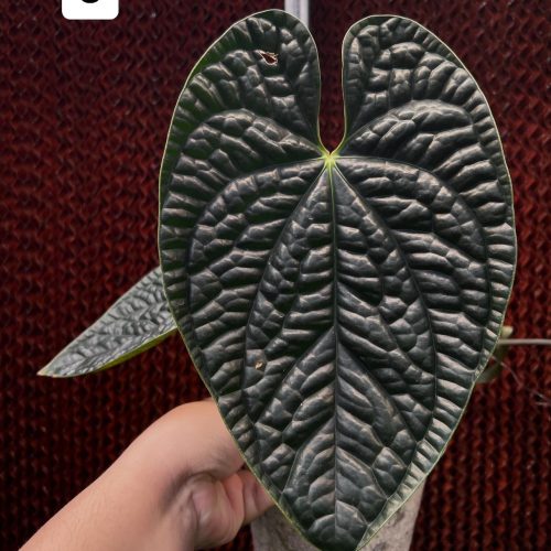 Anthurium Luxurians Dark face