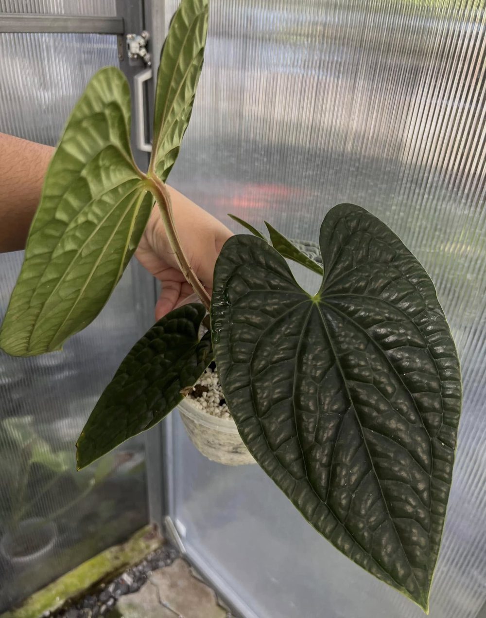 Anthurium Luxurians Dark face 6" pot - Image 3