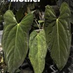 Anthurium Papillilaminum Fort sherman