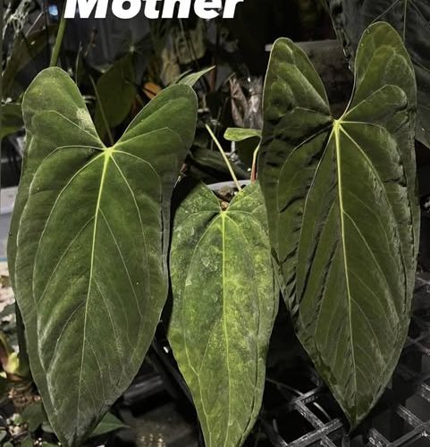 Anthurium Papillilaminum Fort sherman