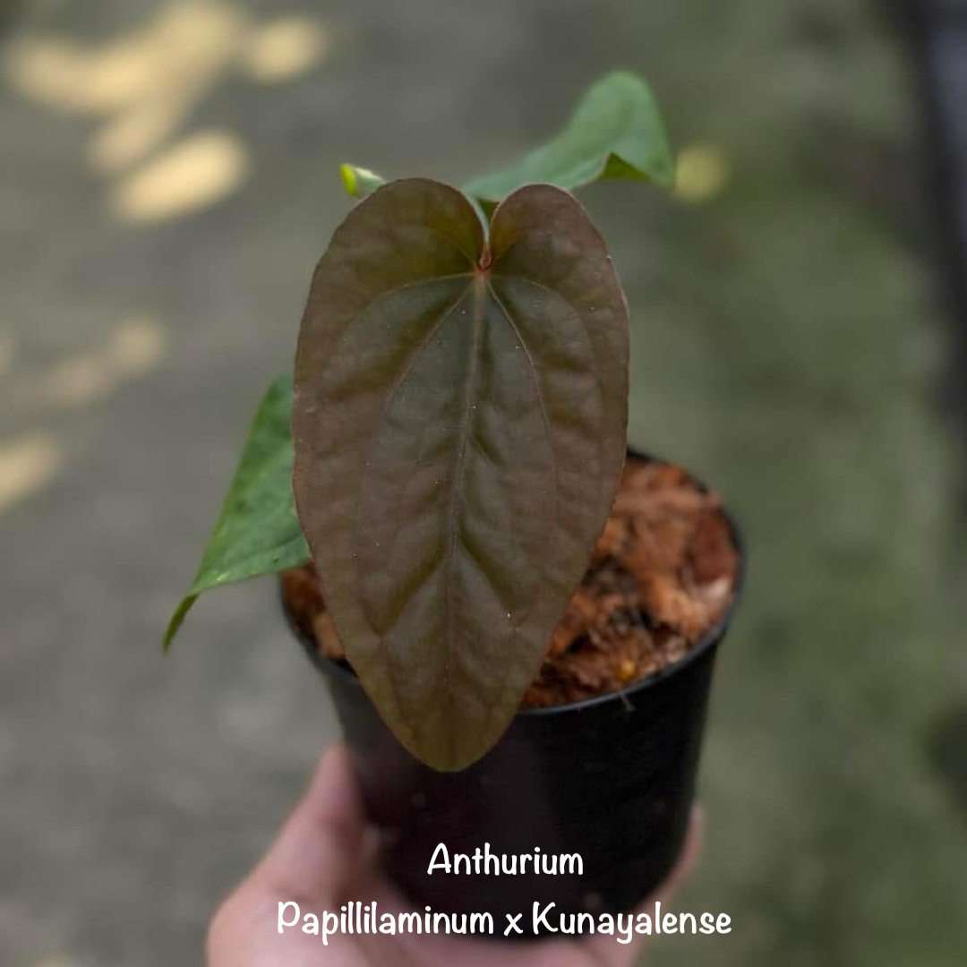 Anthurium Papillilaminum x Kunayalense 5