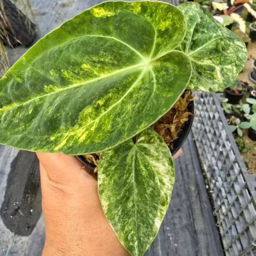 Anthurium Papillilaminum x Green Mamba Variegated