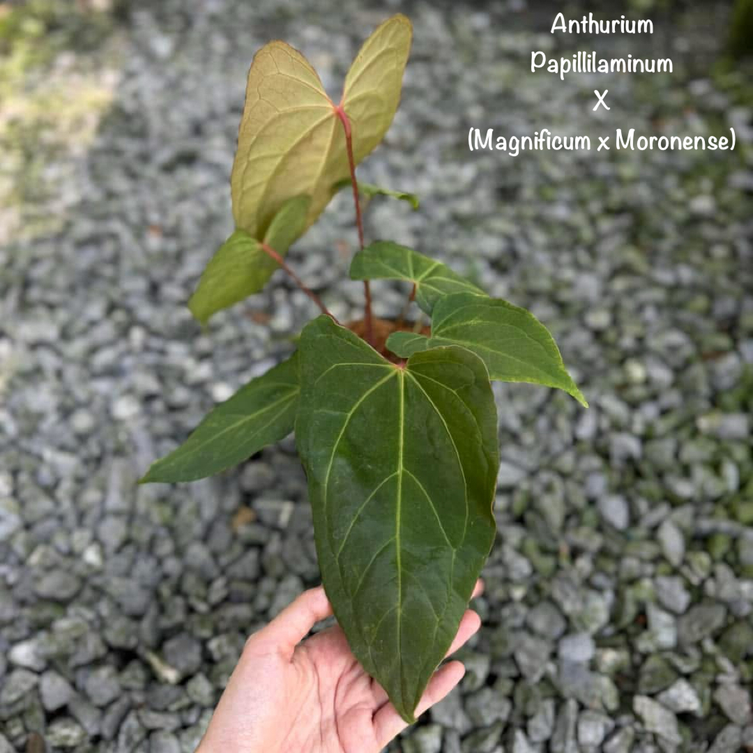 Anthurium Papillilaminum x (Magnificum x Moronense) 5" Pot Rare Anthurium