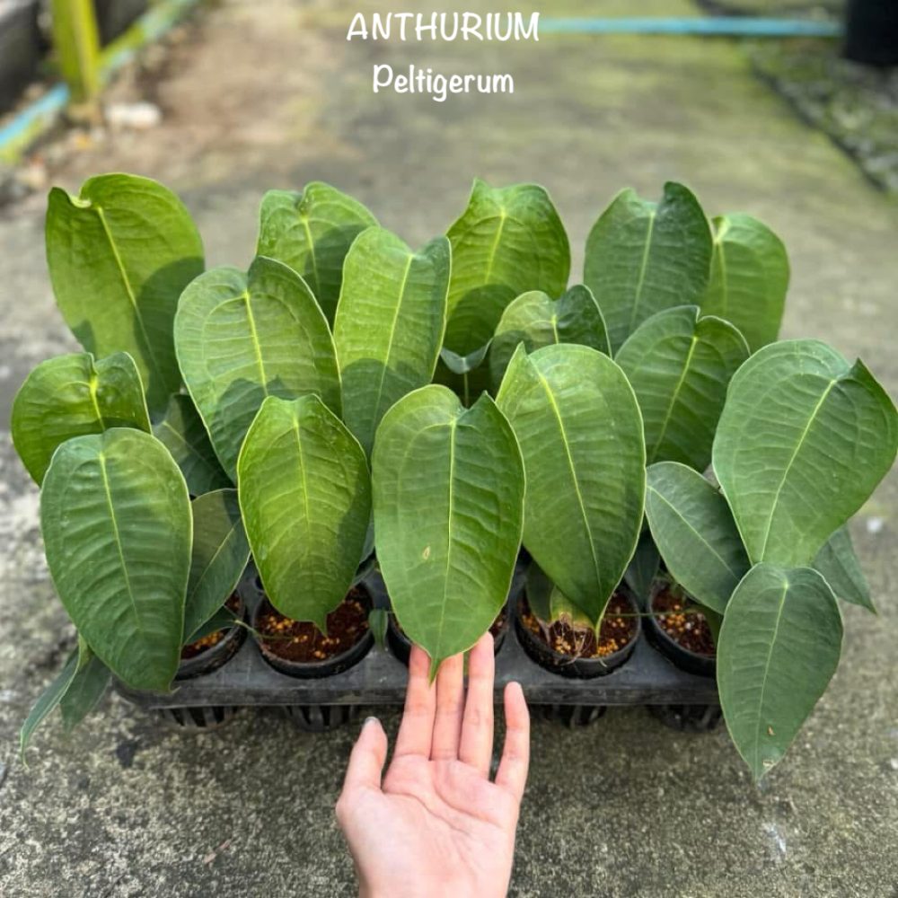 Anthurium Peltigerum