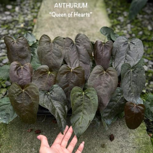 Anthurium Queen Of Heart