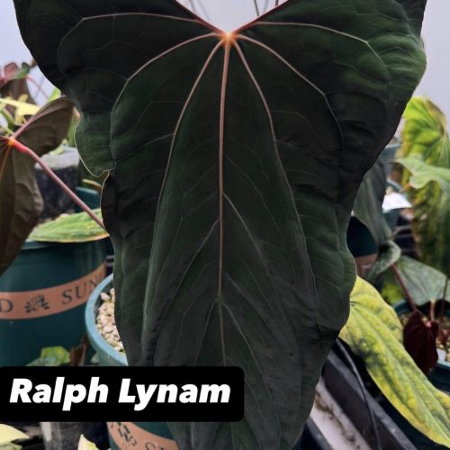 Anthurium RVDP x Pap Ralph Lynam