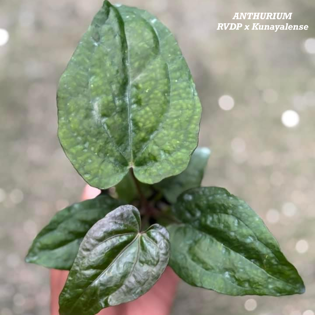 Anthurium RVDP x Kunayalense 5