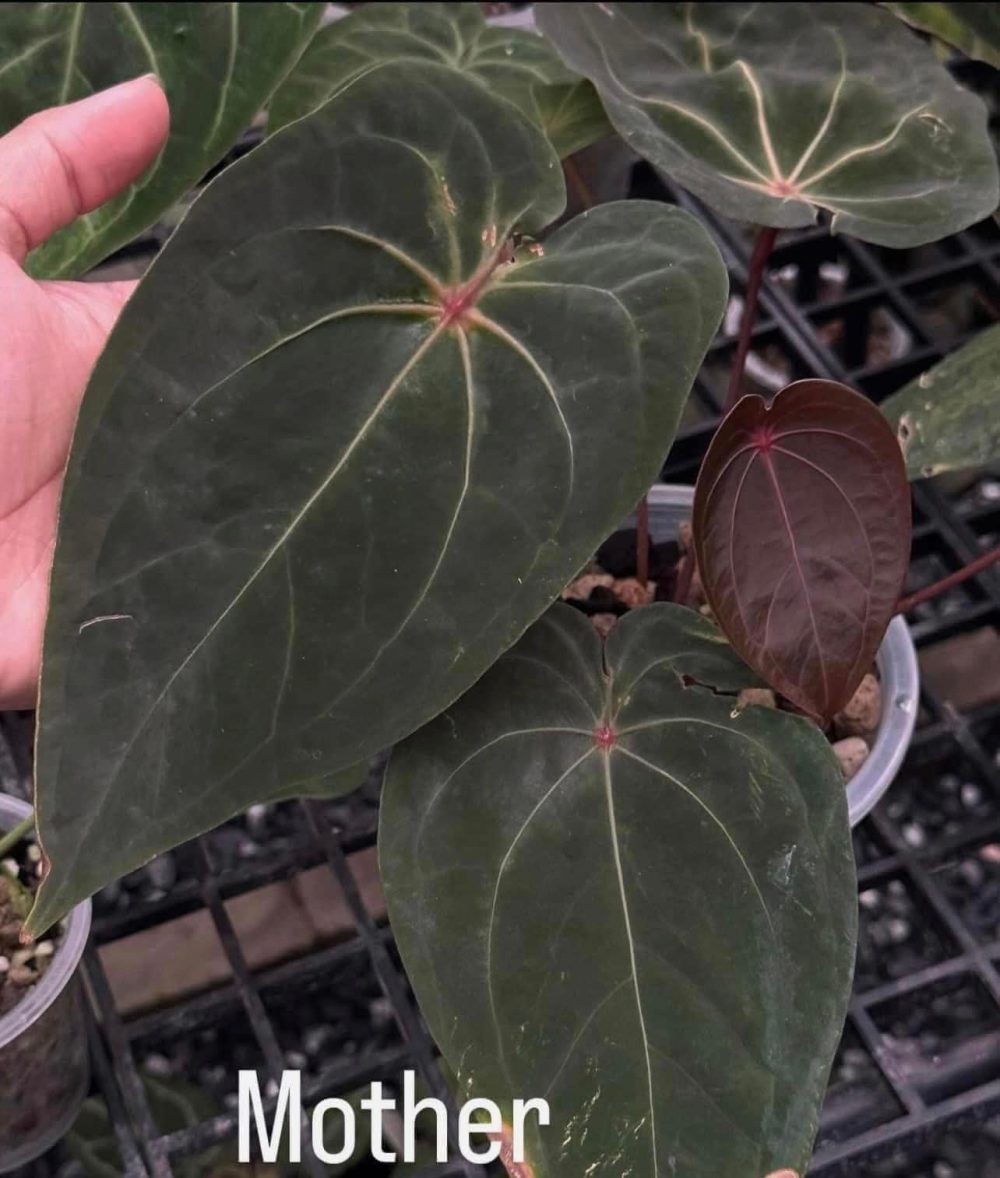 Anthurium Red Spider