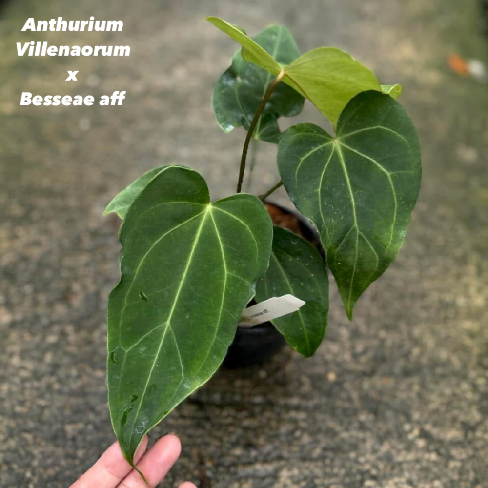 Anthurium Villenaorum x Besseae aff.