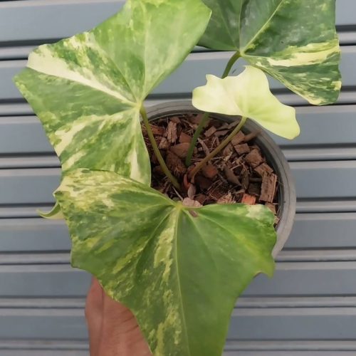 Anthurium Pterodactyl Variegated