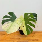 Monstera Deliciosa Sphinx Mint