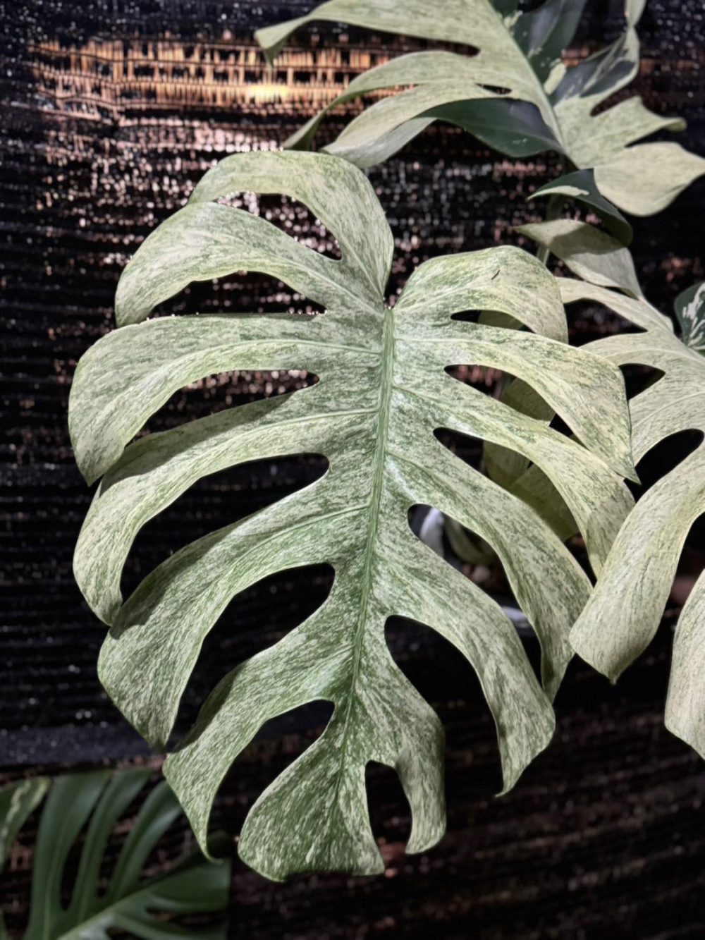 Monstera Mint Variegata - Actual plant MM3 - Image 7