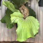 Platycerium 'Elephantotis cv. amerina'