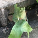 Platycerium Elisotis