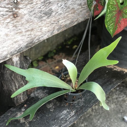 Platycerium ‘Veitchii Silver’