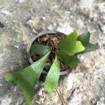 Platycerium ‘Ellisii’