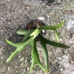 Platycerium Small fern ( P.Ellison x P.Vassei)
