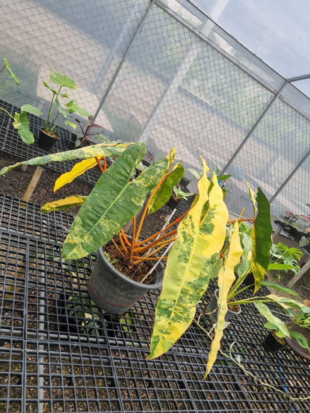 Philodendron Billietiae Variegated (Jumbo Size) - Image 5