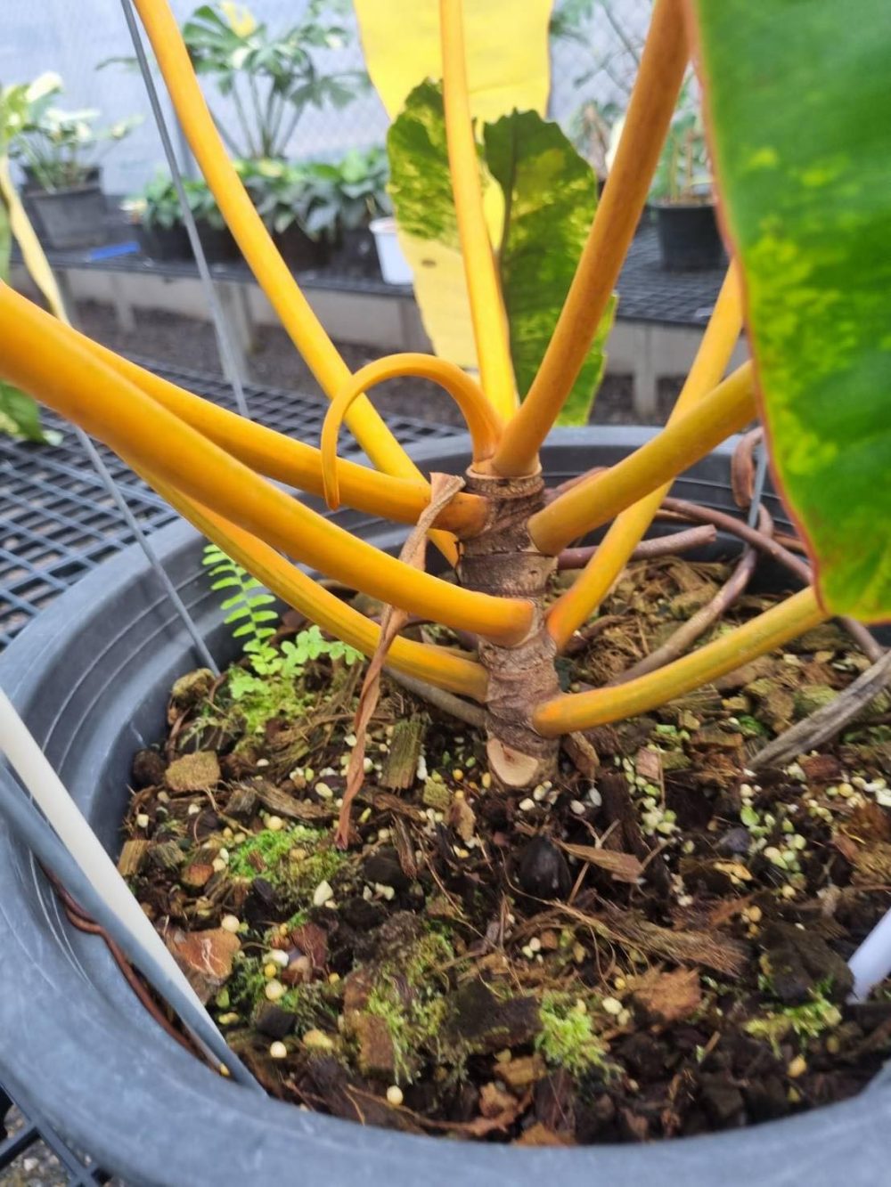 Philodendron Billietiae Variegated (Jumbo Size) - Image 4