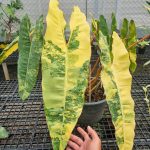 Philodendron Billietiae Variegated