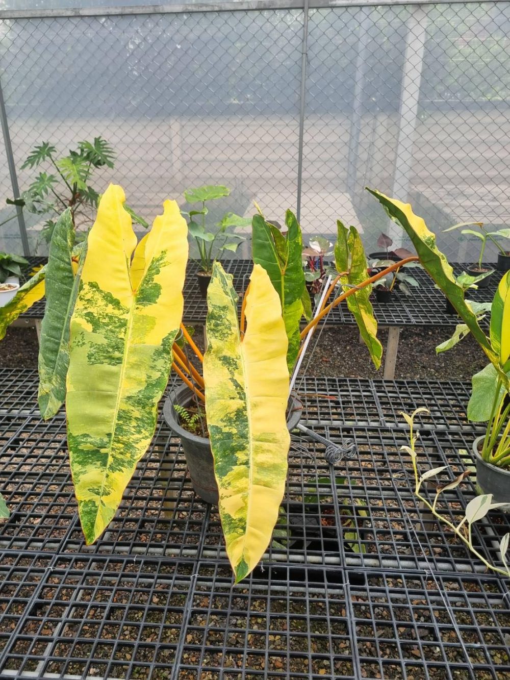 Philodendron Billietiae Variegated (Jumbo Size) - Image 2