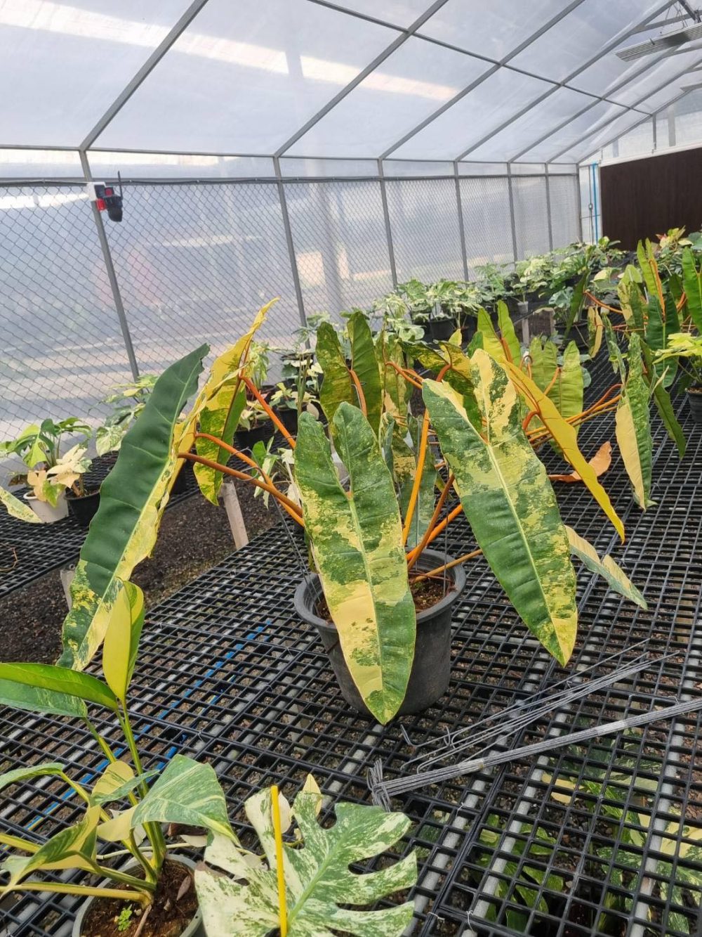 Philodendron Billietiae Variegated (Jumbo Size) - Image 3