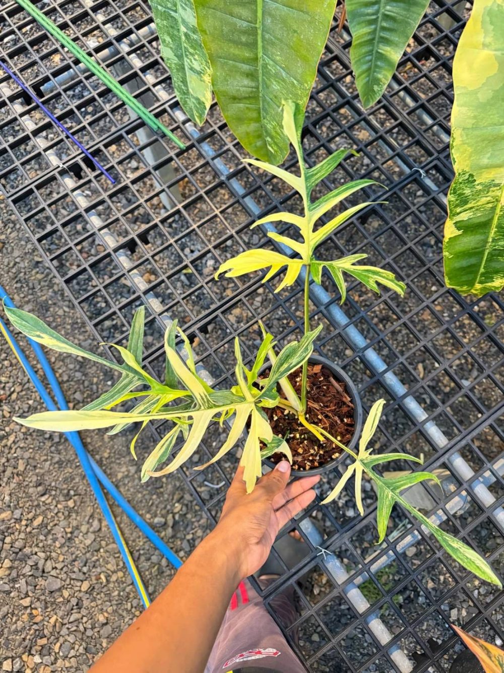 Philodendron Florida beauty x polypodioides variegated