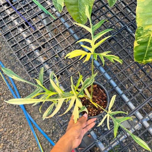 Philodendron Florida beauty x polypodioides variegated