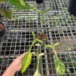 Philodendron Joepii Aurea Variegated