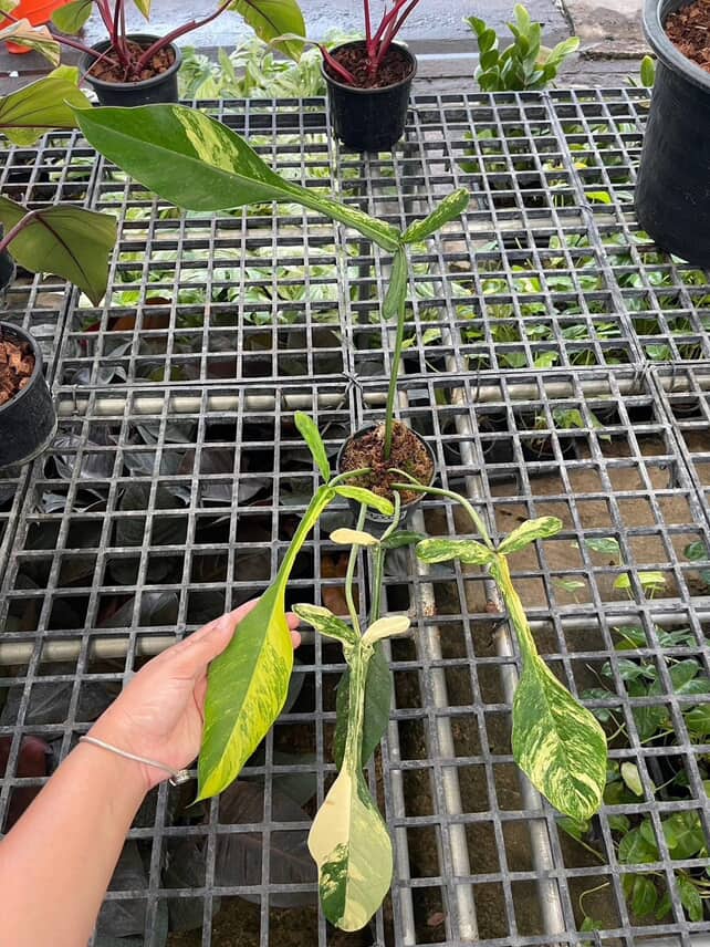 Philodendron Joepii Aurea Variegated