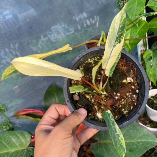 Philodendron Joepii Aurea Variegated