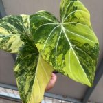 Philodendron gloriosum variegated