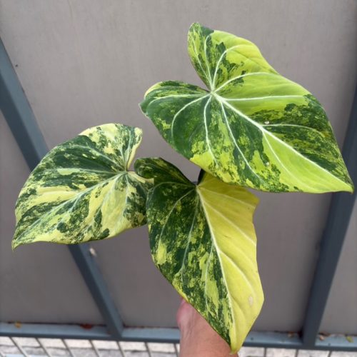 Philodendron gloriosum variegated