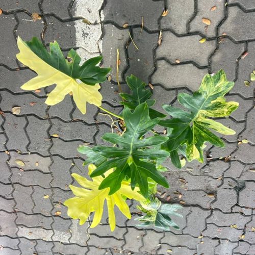 Philodendron williamsii variegated