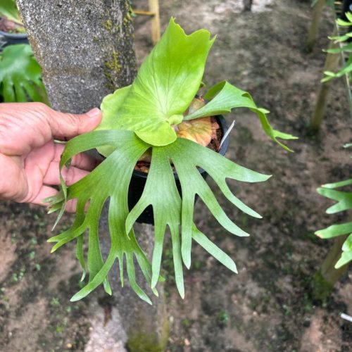 Platycerium Coronarium (compact form)