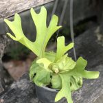 Platycerium ridleyi 'wide form'