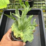 Platycerium 'Wandae Dwarf'